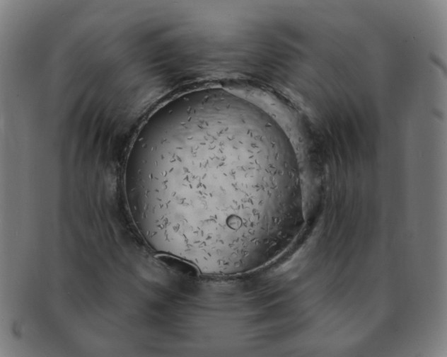X0000091351257200708241238