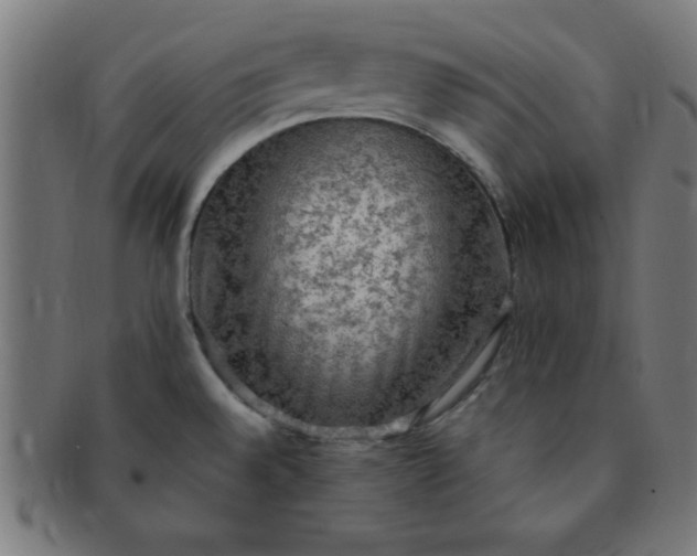 X0000091351528200708241235