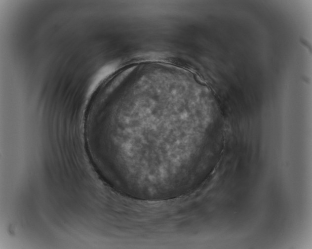 X0000091350006200708311525