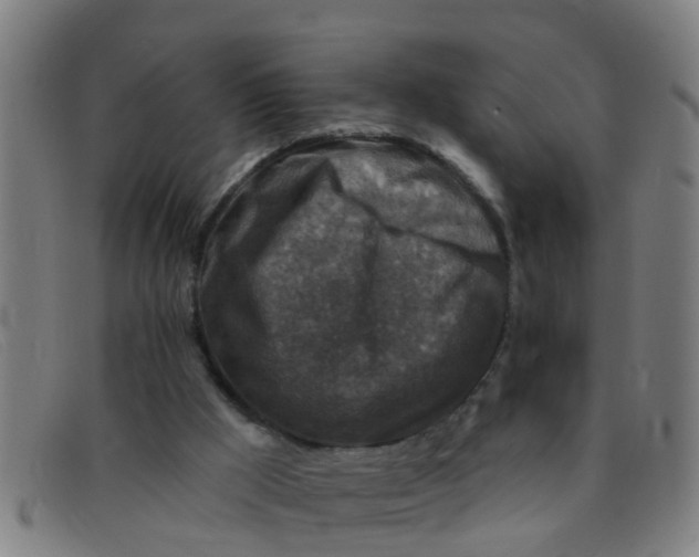 X0000091350009200708311525