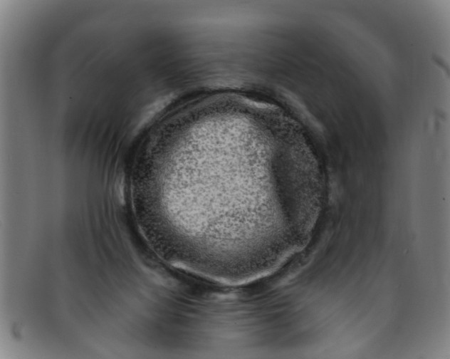 X0000091350068200708311524