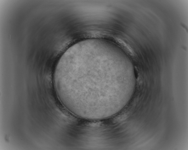 X0000091350306200708311521