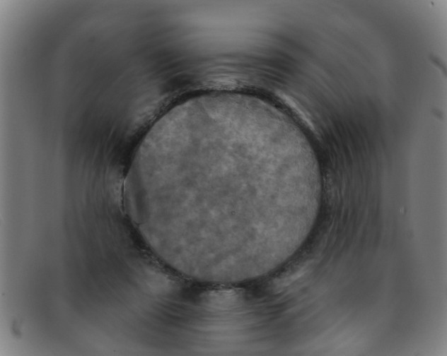 X0000091350307200708311521
