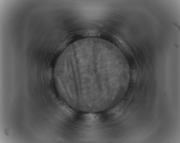 X0000091350326200708311521