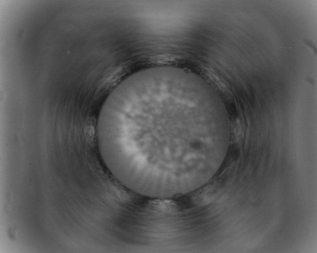 X0000091350427200708311520