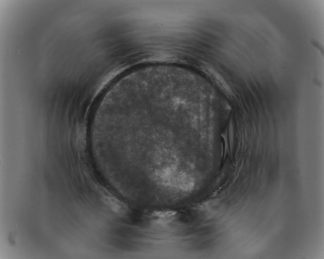 X0000091350484200708311519