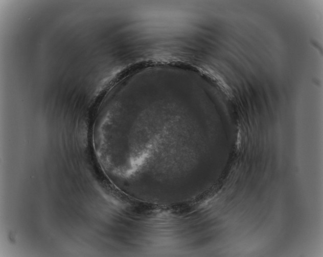 X0000091350496200708311519