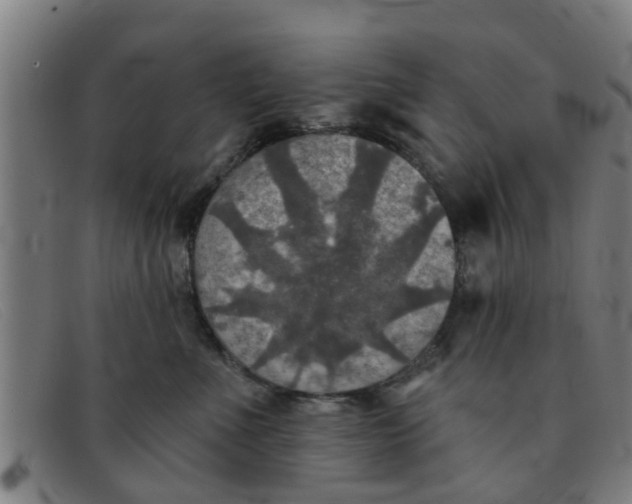 X0000091350523200708311518