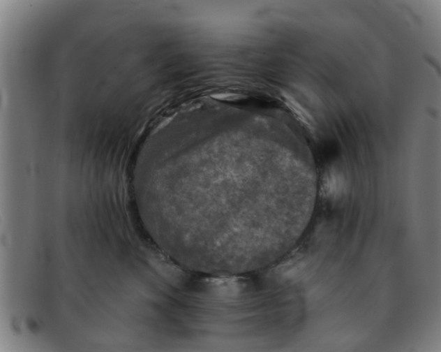 X0000091350524200708311518