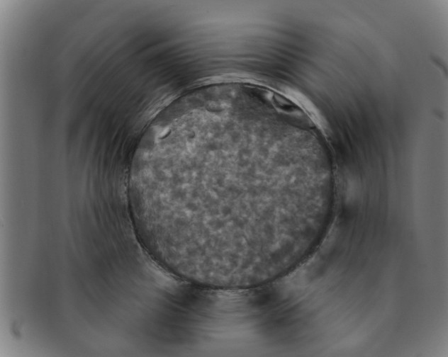 X0000091350857200708311515