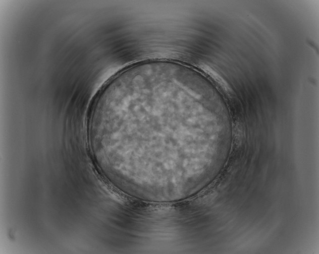 X0000091350886200708311514