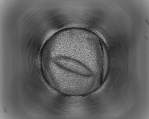 X0000091350981200708311512