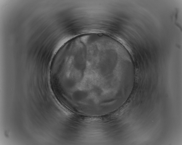 X0000091351187200708311510