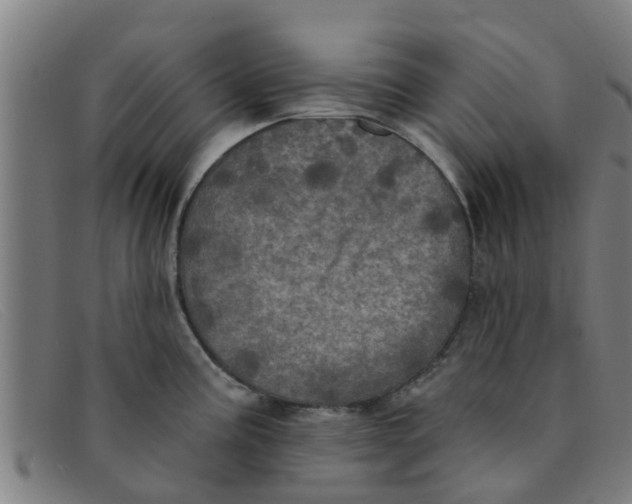X0000091351195200708311510