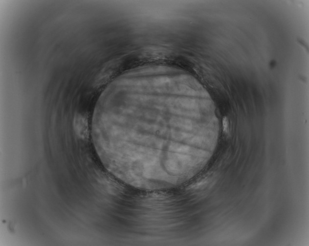 X0000091351203200708311509
