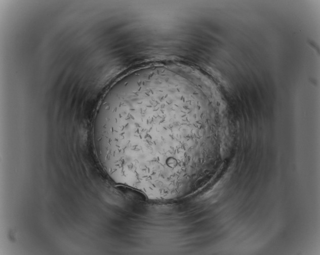 X0000091351257200708311509