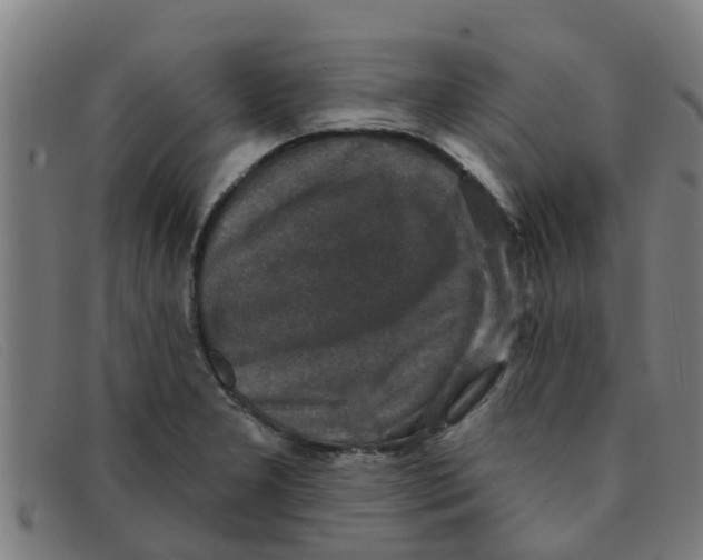 X0000091351277200708311509