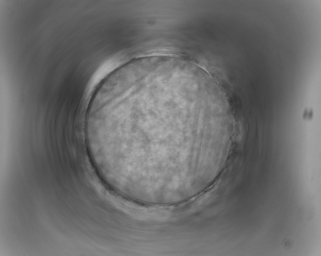 X0000091350004200709071248