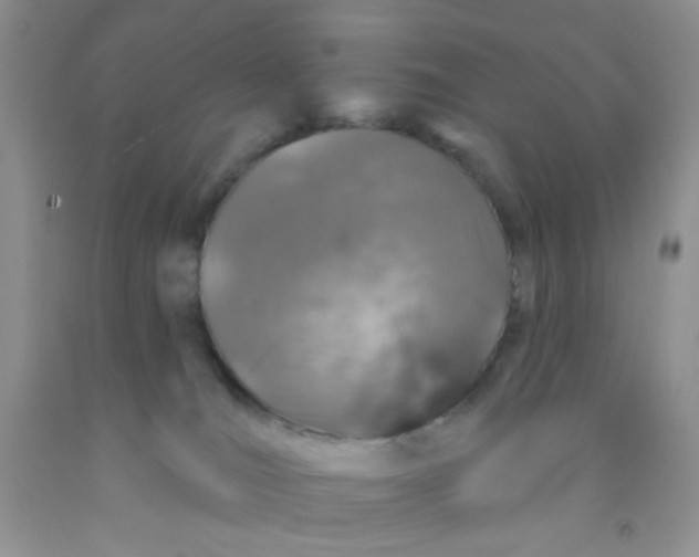 X0000091350036200709071248