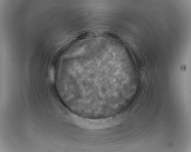X0000091350042200709071247