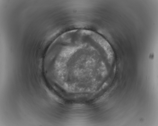 X0000091350066200709071247