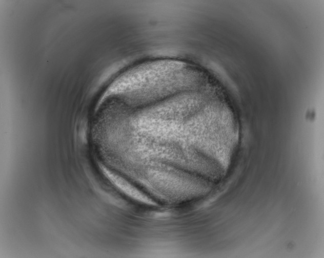 X0000091350068200709071247