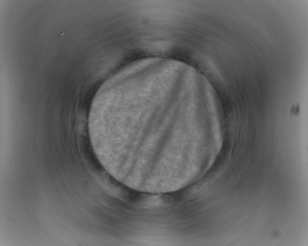 X0000091350083200709071247