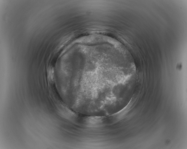 X0000091350094200709071247