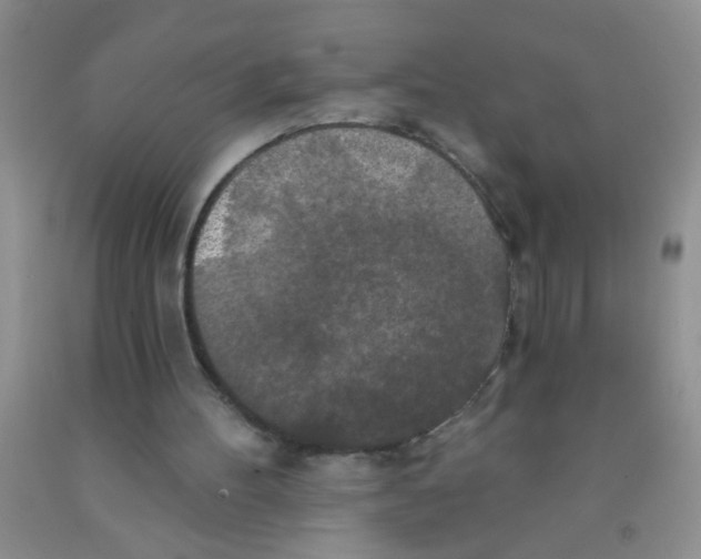 X0000091350100200709071247