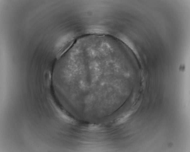 X0000091350109200709071246