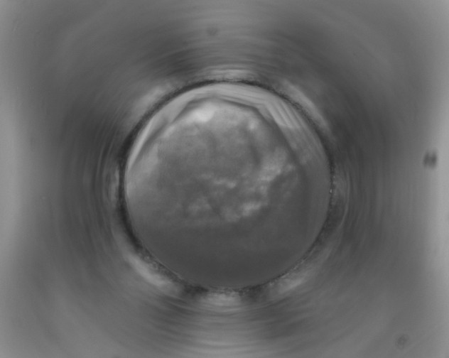 X0000091350110200709071246