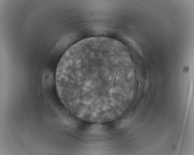 X0000091350123200709071246