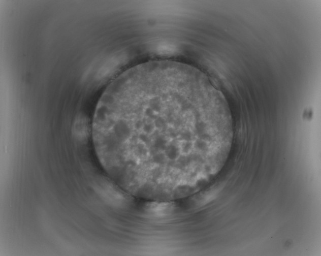 X0000091350135200709071246