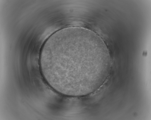 X0000091350146200709071245