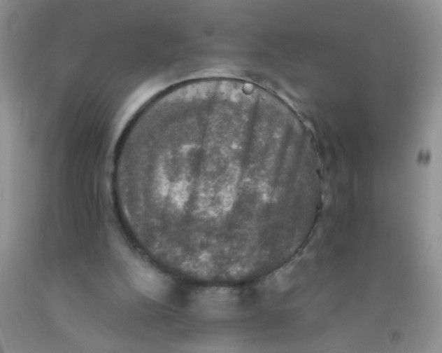 X0000091350152200709071245