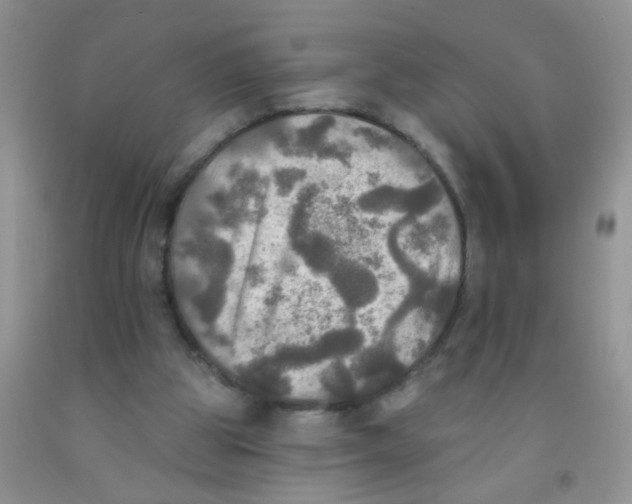X0000091350153200709071245