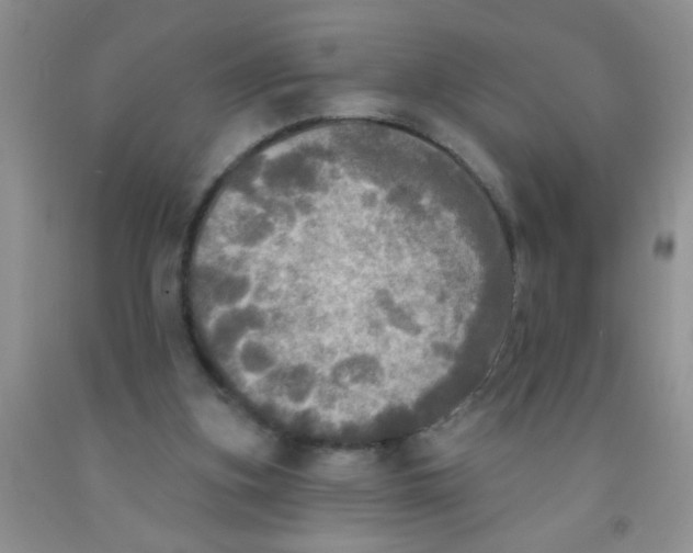 X0000091350155200709071245