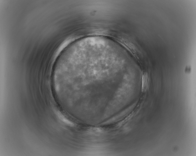X0000091350195200709071245