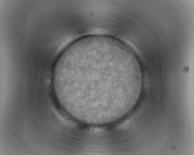 X0000091350208200709071245