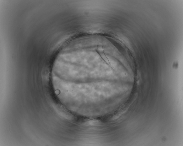 X0000091350210200709071245