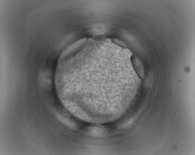 X0000091350215200709071245