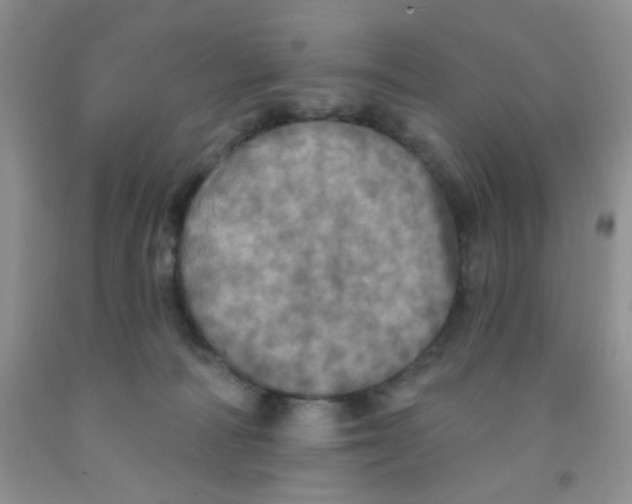 X0000091350226200709071245
