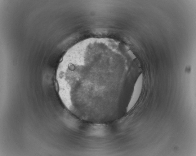 X0000091350233200709071245