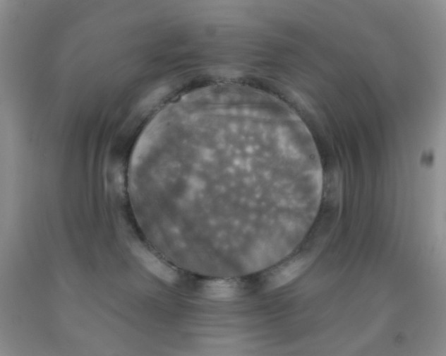 X0000091350238200709071245
