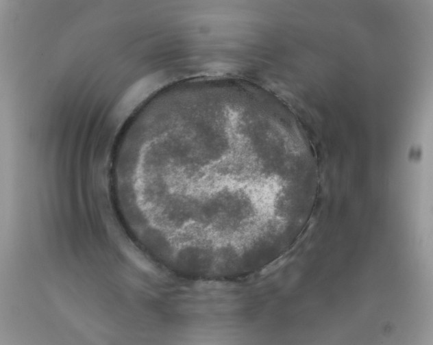 X0000091350242200709071244