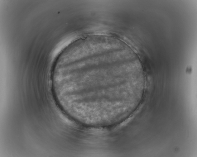 X0000091350245200709071244