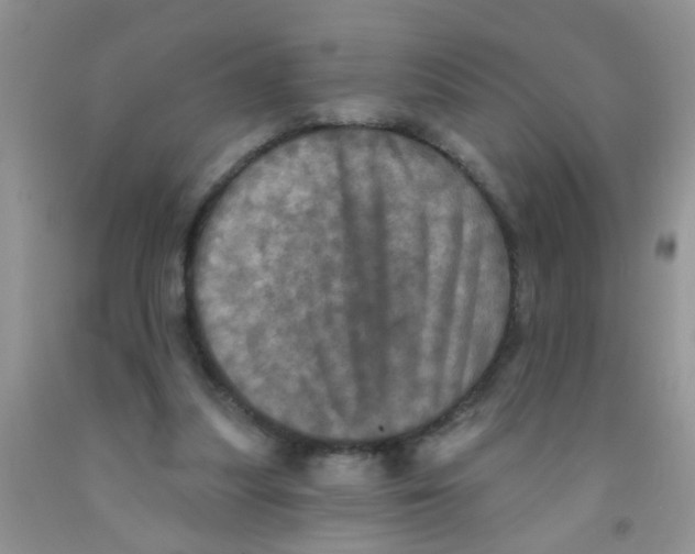 X0000091350251200709071244