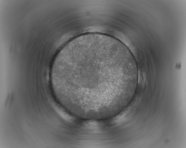 X0000091350253200709071244