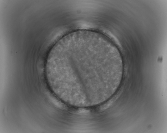 X0000091350257200709071244