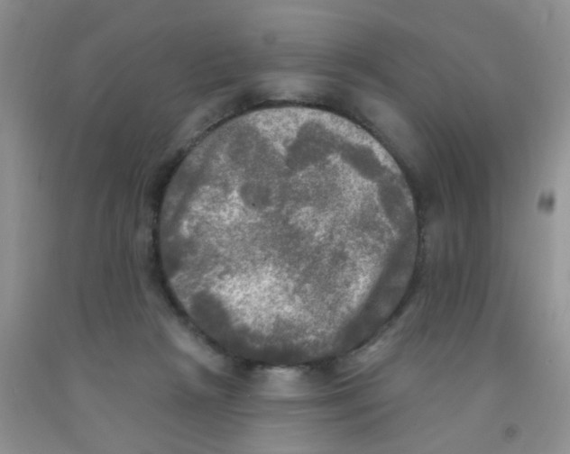 X0000091350265200709071244